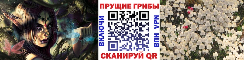 Галлюциногенные грибы Cubensis  купить   Валуйки 
